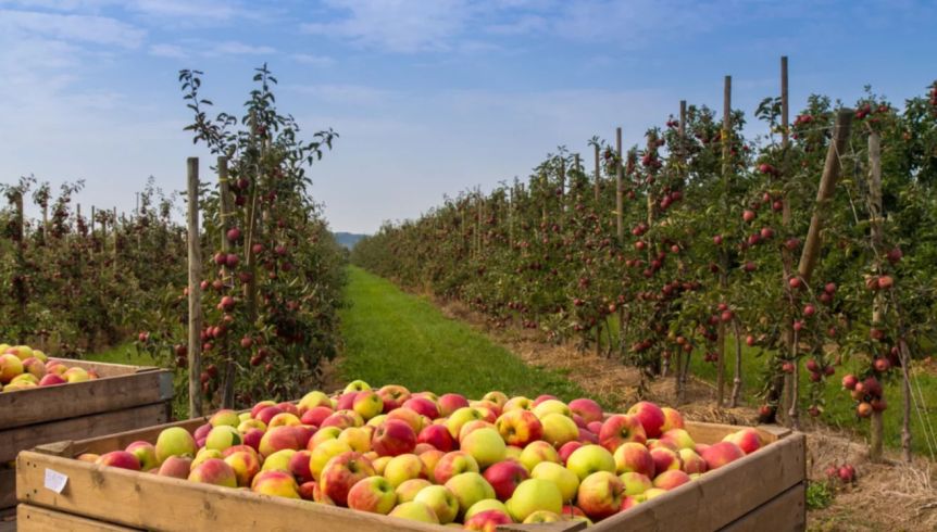 La Provincia obtuvo un préstamo de $5.000 millones para asistir a productores frutícolas