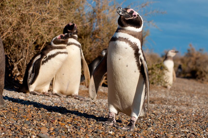 Ratificaron la condena a La Regina por la matanza de pingüinos en Punta Tombo