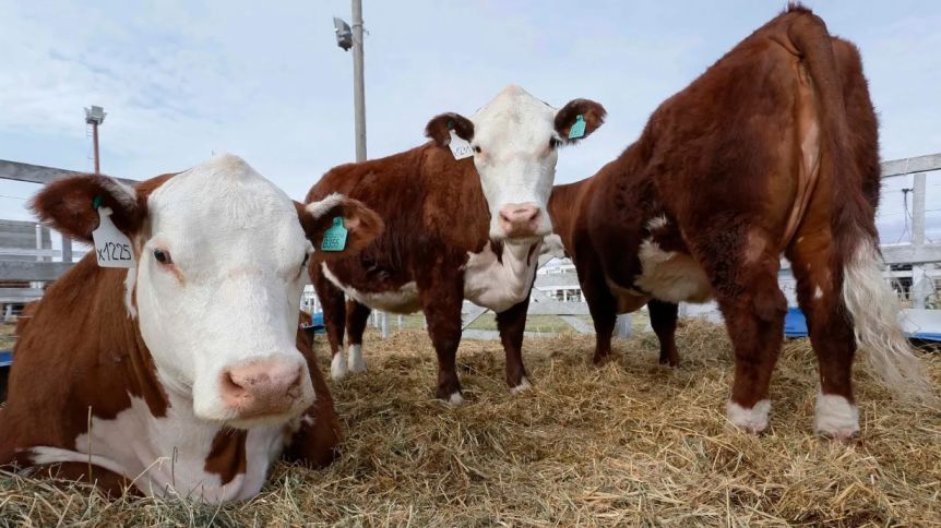 Frigoríficos patagónicos reiteraron que la flexibilización sanitaria pone en riesgo exportaciones de carne ovina