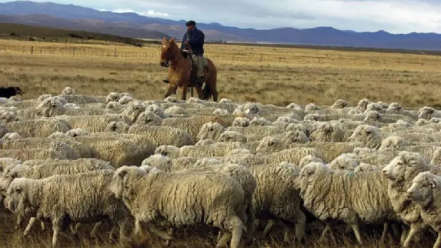 El Gobierno nacional disolvió la Ley Ovina y despertó las críticas en la Patagonia