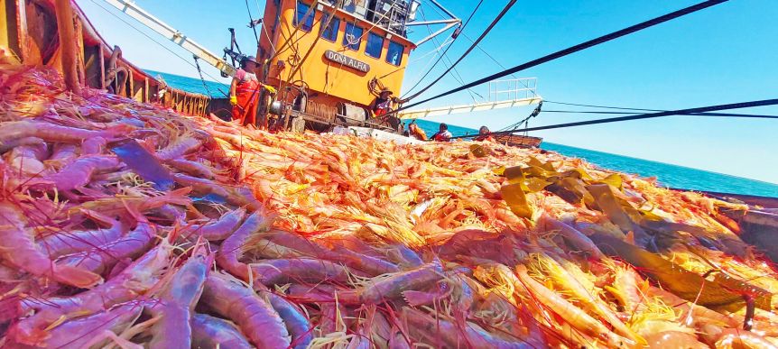 Por la crisis pesquera, Argentina importará miles de toneladas de langostino