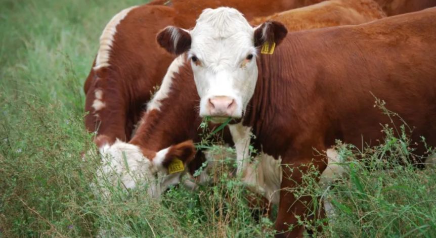 Nación convocó a las Federaciones rurales de Patagonia por las trabas para exportar carne