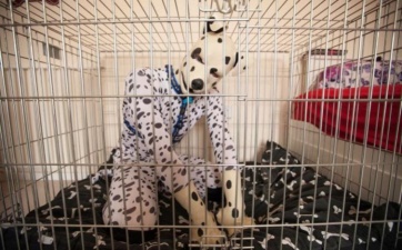 Un británico se cree perro dálmata y exige ser reconocido como transespecie