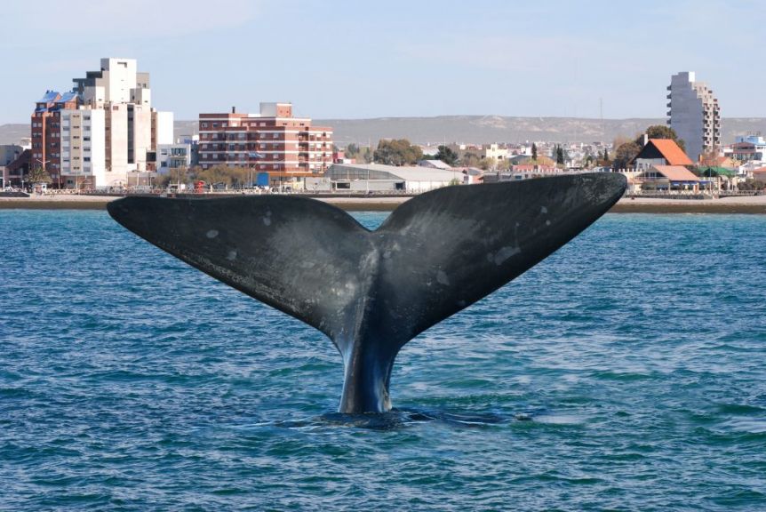 Madryn se viste de fiesta y celebra con propuestas virtuales su 155º aniversario
