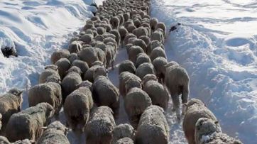 Pedido de S.O.S del campo patagónico