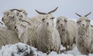 Pedido de S.O.S del campo patagónico