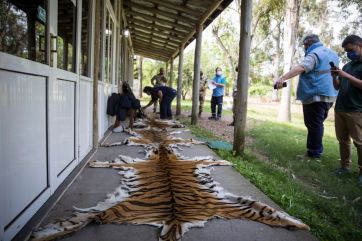 Impactante imágenes: tigres fueron robados de un zoológico y sólo encontraron sus pieles