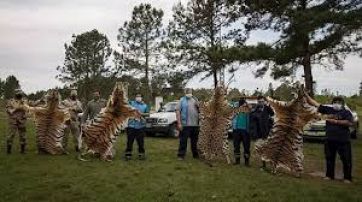 Impactante imágenes: tigres fueron robados de un zoológico y sólo encontraron sus pieles