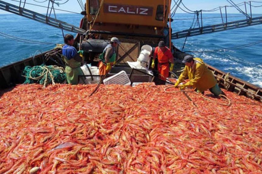 ¿Y la pesca? Piden que sea incluida en el decreto que disminuye los impuestos de exportación