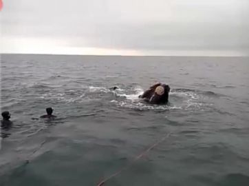 Intendente denunció a un buzo por hostigamiento a una ballena Franca Austral