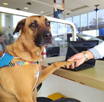 Tucson, el perrito que pasó de ser un vagabundo a conseguir empleo en una concesionaria