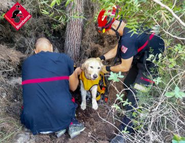 Estaba haciendo senderismo con sus dueños, se cansó y debió ser rescatado por los bomberos